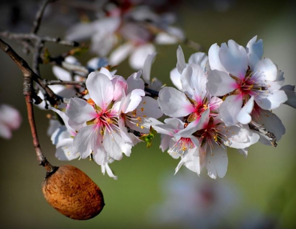 DATÇA BADEM ÇİÇEĞİ TURU