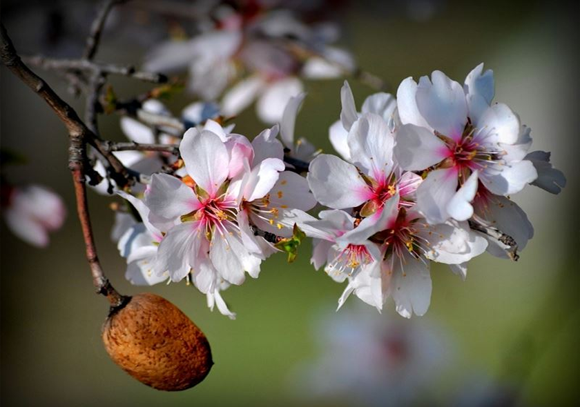DATÇA BADEM ÇİÇEĞİ TURU