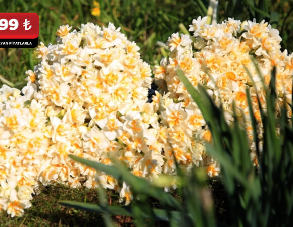 Karaburun Nergis Çiçeği Festivali Turu