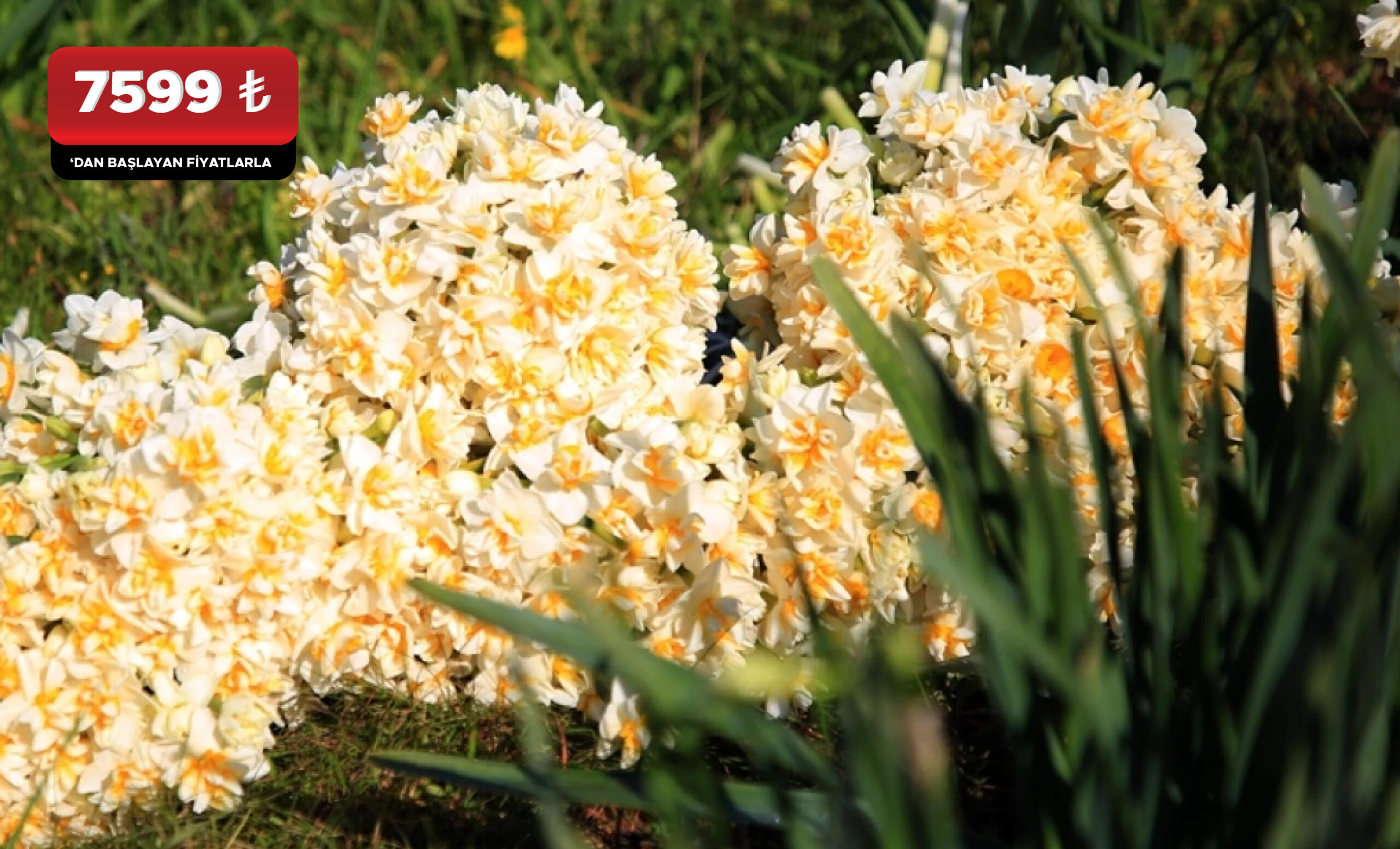 KARABURUN NERGİS ÇİÇEĞİ FESTİVALİ