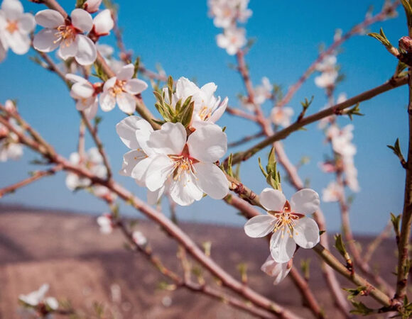 Nergis Çiçeği ve Datça Badem Çiçeği Festivali 2 Gece