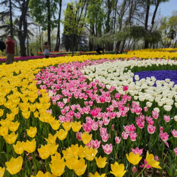 İstanbul Lale Festivali